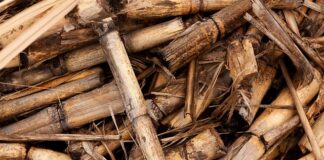 Co to znaczy biomasa?